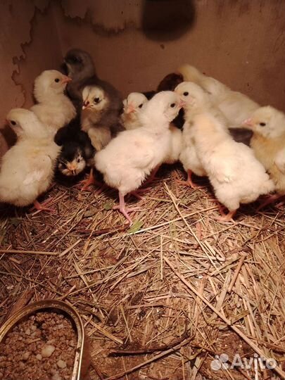 Цыплята разного возраста