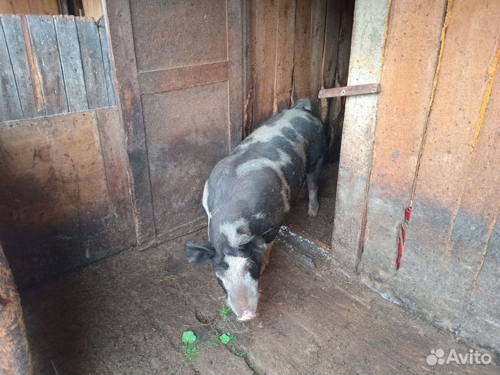 Хряк и телята