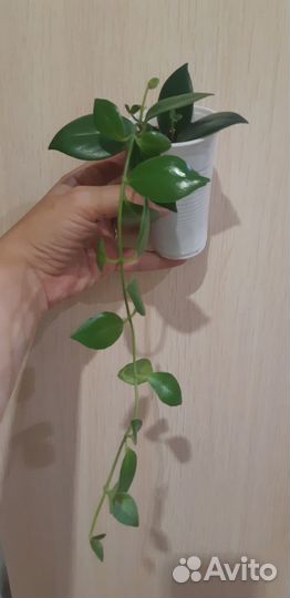 Монстеры манки и минима, эсхинантус