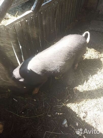 Вьетнамский вислобрюхий хряк