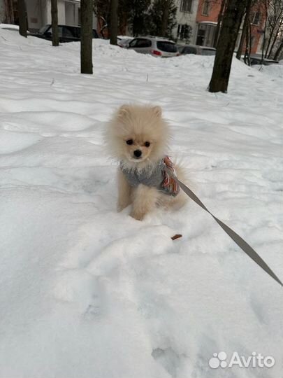 Одежда для маленьких собак