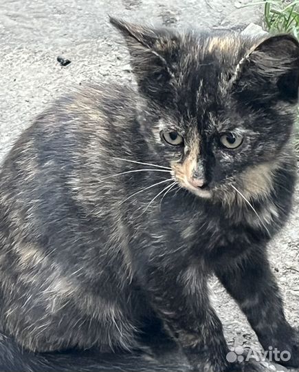 Котенок в добрые руки