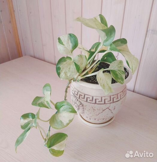 Эпипремнум Марбл Эппл (Тайский клон)