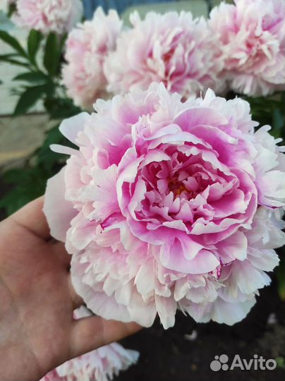 Пион Сара Бернар