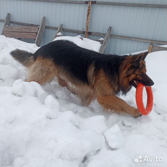 Немецкая овчарка длинношерстная