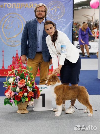 Австралийская овчарка (аусси) щенок