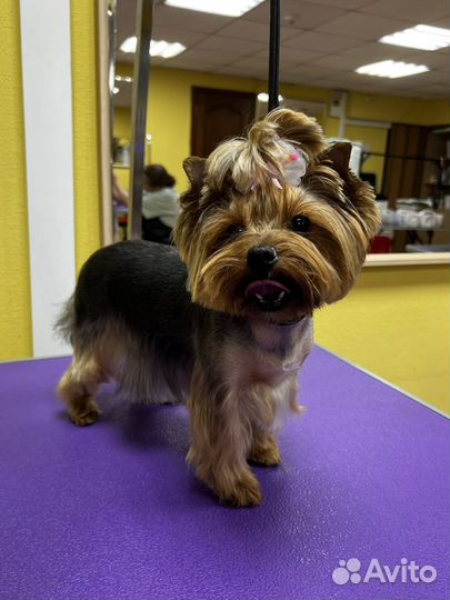 Грумер стрижка собак