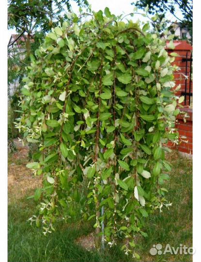 Ива козья на штамбе