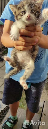 Кошка в дар бесплатно