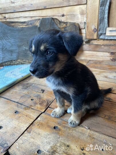 Отдам бесплатно щенки