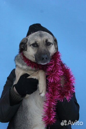 Собака добрым людям