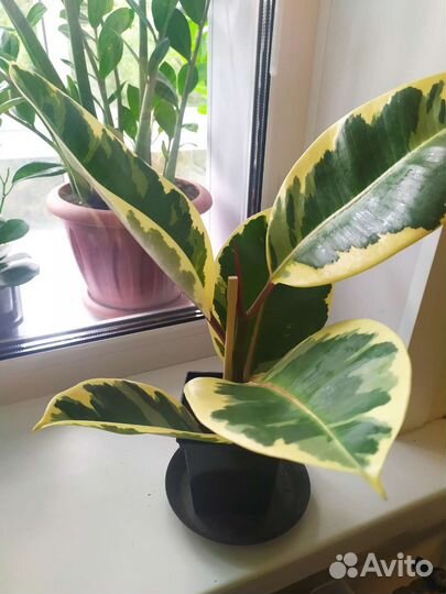 Фикус каучуконосный Эластика Тинеке