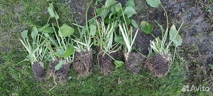 Хоста (растение) светлозеленая с темной каймой