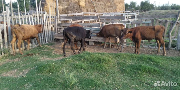 Бычки телята