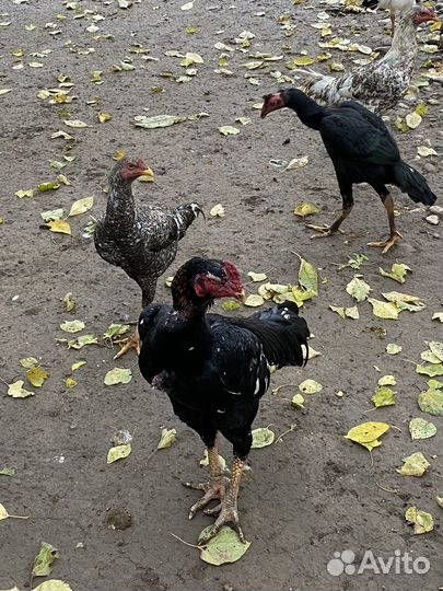 Бойцовский петух