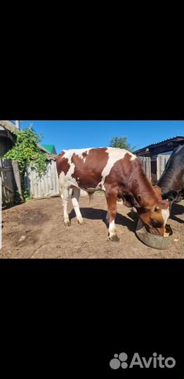 Продается бычок
