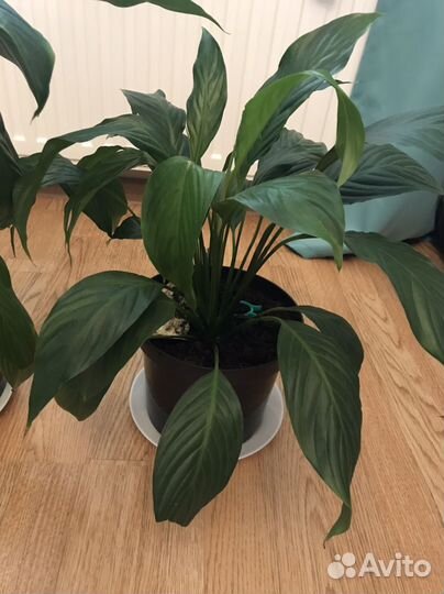 Спатифиллум, комнатные растения