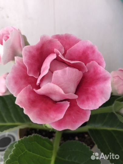 Глоксиния махровая