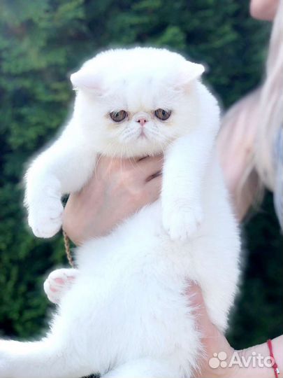 Экзотические девочки толстушки