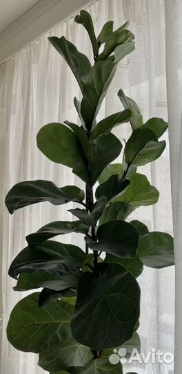 Фикус лирата 190 см