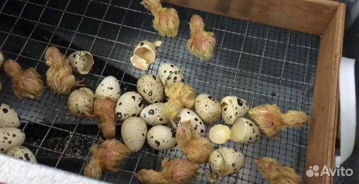 Инкубационное яйцо перепелов