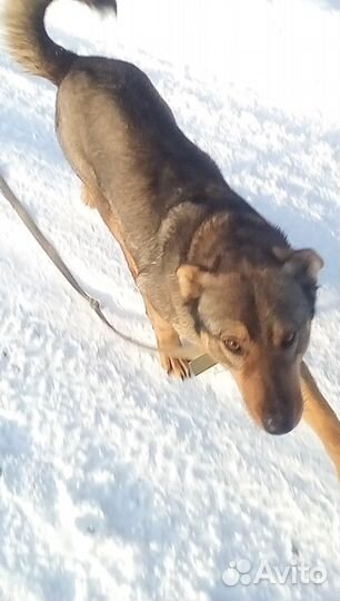 Патрик рыжее солнышко