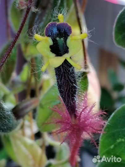 Эсхинантус Жар птица и др