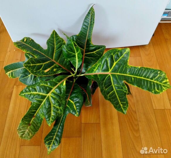 Комнатные растения