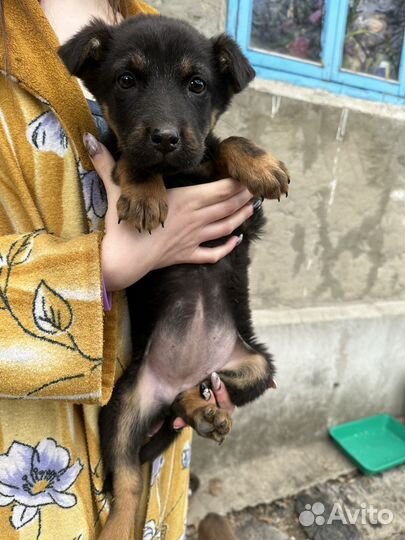 Собаки в добрые руки