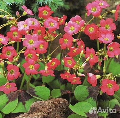 Оксалис Iron Cross