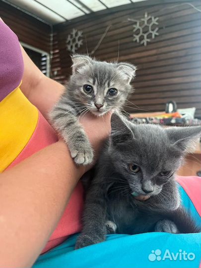 Котята бесплатно