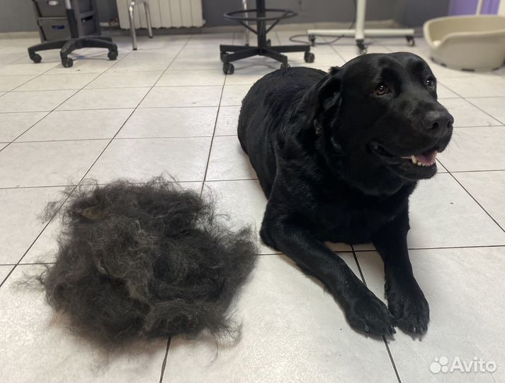 Груминг на ул. Щорса: экспресс линька,стрижка