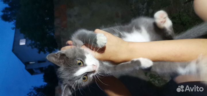 Продаю котёнка
