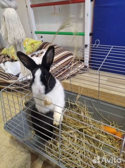 Кролик с Клеткой