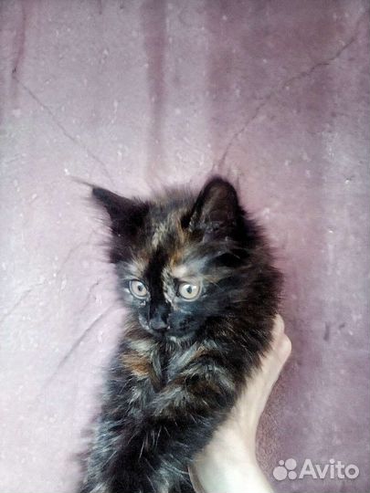 Мейн Кун метис Котенок девочка