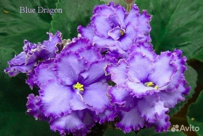 Фиалки сортовые