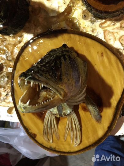 Чучело из голов рыб