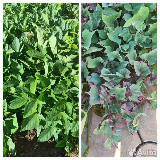 Ипомея батат на срез