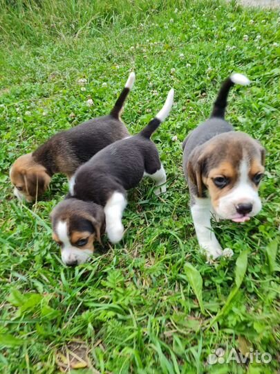 Щенки бигль