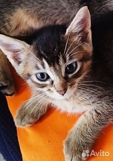 Абиссинские котята