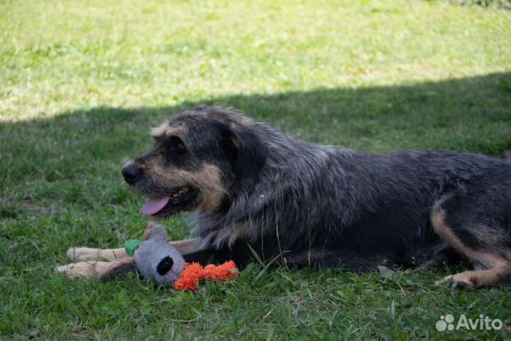 Собака в добрые руки