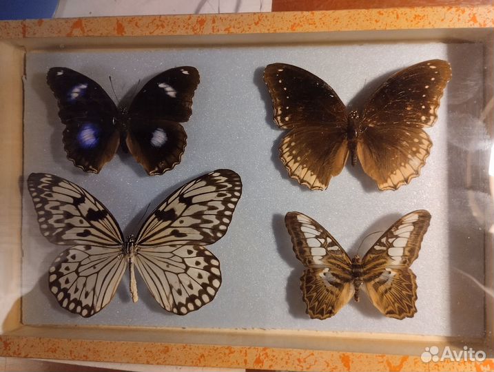 Бабочки для украшения дома и коллекционирования