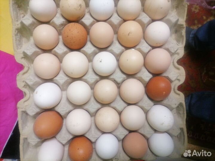 Домашние куриные яйца