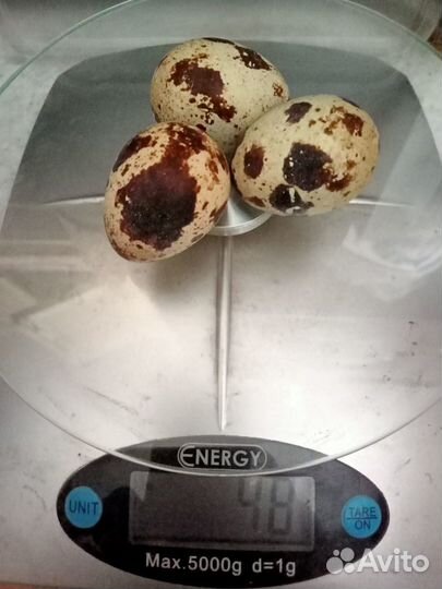 Яйца перепелиные Премиум класса