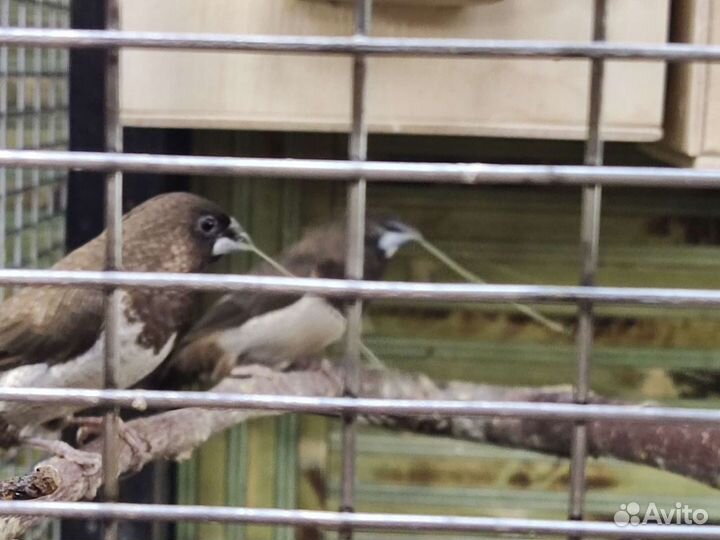 Амадины зебровые