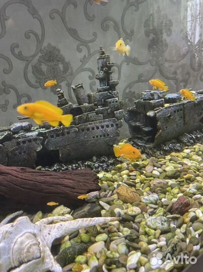 Мальки Цихлид Псевдотрофеус