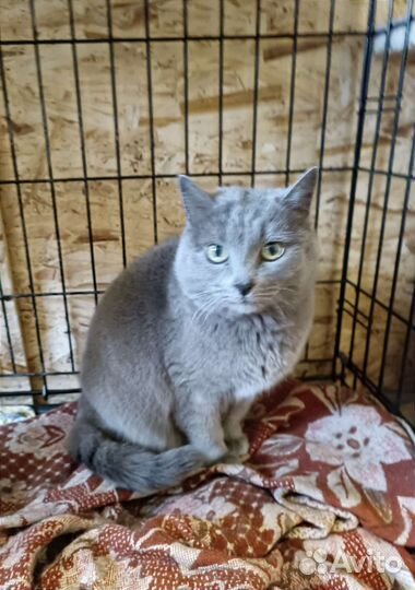 Кошка в дар