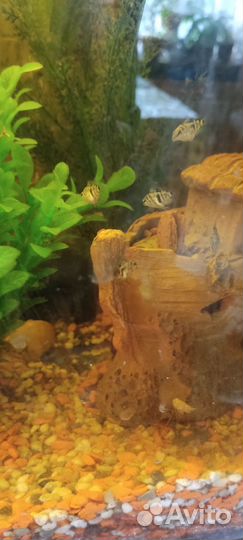 Аквариумные рыбки