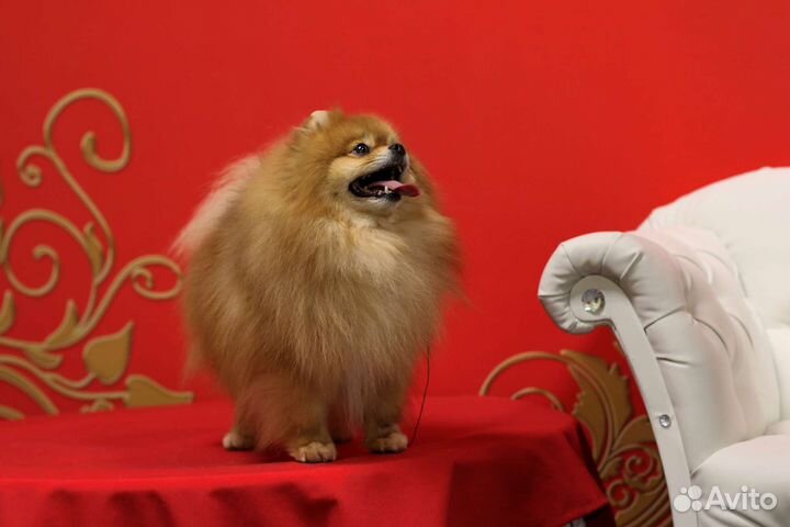 Чемпион для вязок