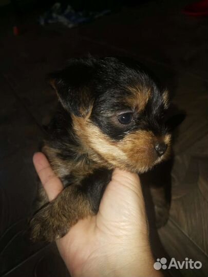 Йоркширский терьер щенки стандарт